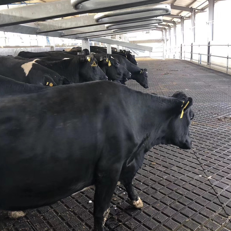 Cow Mat