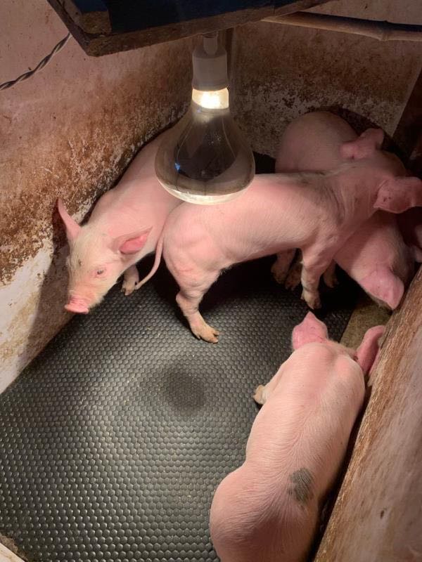 Pig Mat