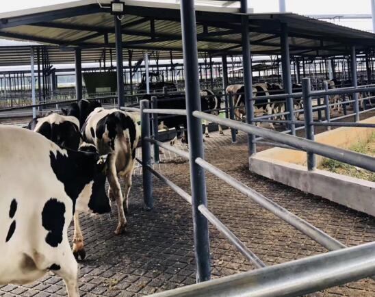Why use livestock rubber mats